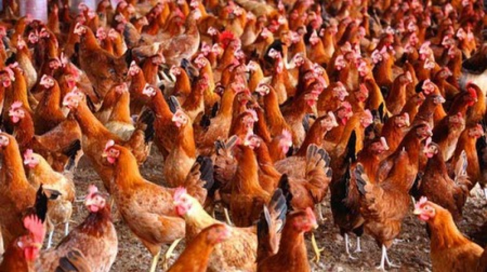 “ঈদ আসার আগেই বাড়ল মুরগির দাম”