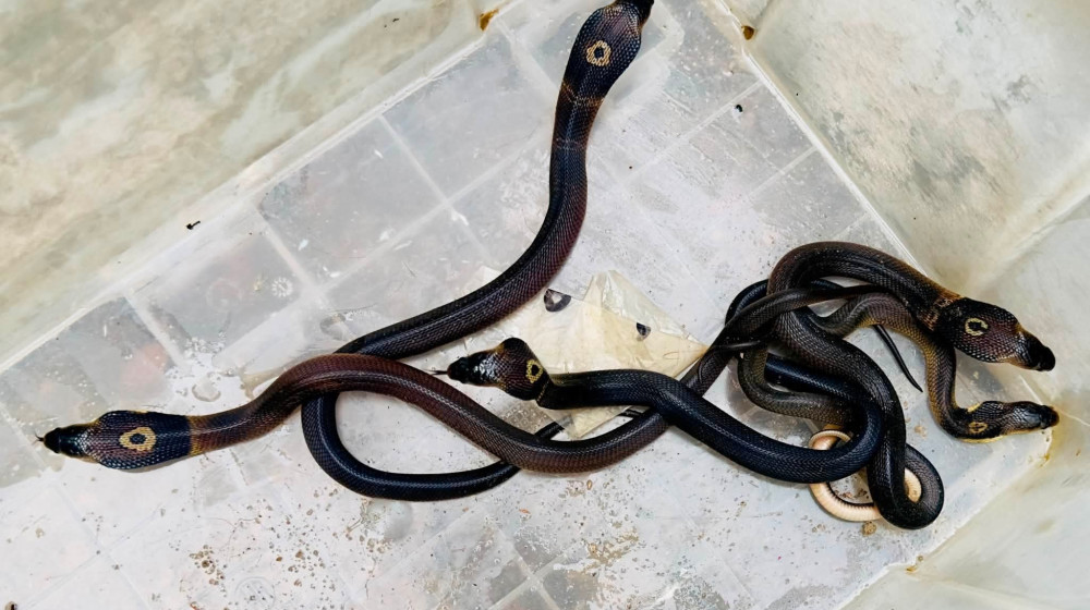 কোবরা সাপের বাচ্চা উদ্ধার