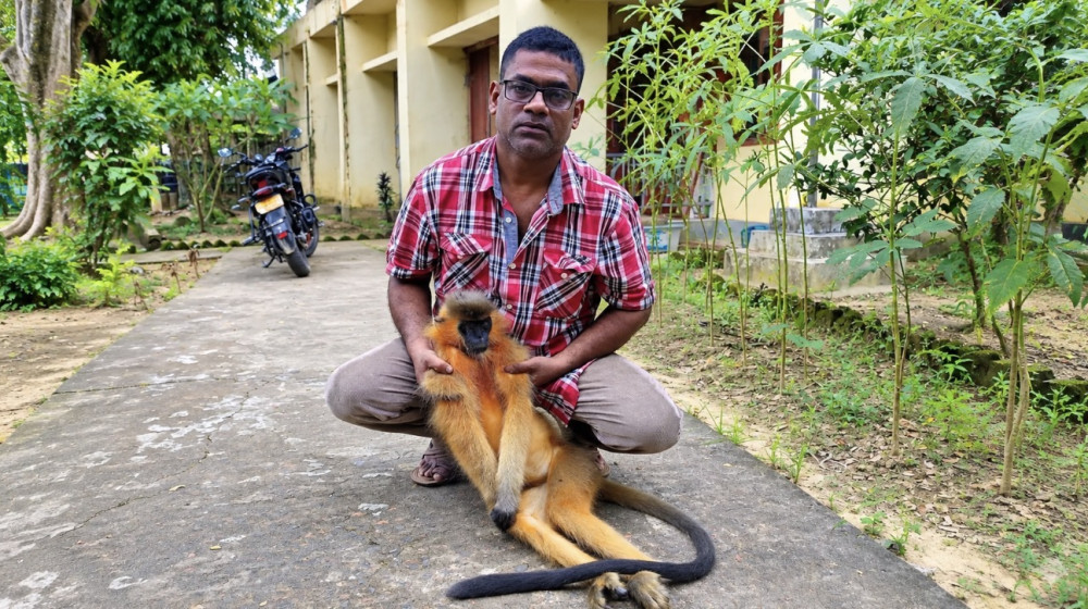 শ্রীমঙ্গলে সড়ক দুর্ঘটনায় মুখপোড়া হনুমানের মৃত্যু