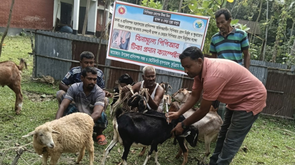 কুড়িগ্রাম সদর উপজেলার ভোগডাঙ্গায় ইউনিয়নের ছাগল-ভেড়ার পিপিআর রোগ প্রতিরোধে বিনামূল্যে টিকা প্রদান