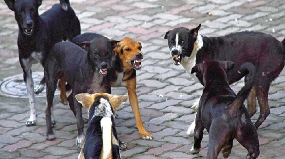 ডেমরায় কুকুরের কামড়ে ক্ষতবিক্ষত শিশু ডেমরায় কুকুরের কামড়ে ক্ষতবিক্ষত শিশু