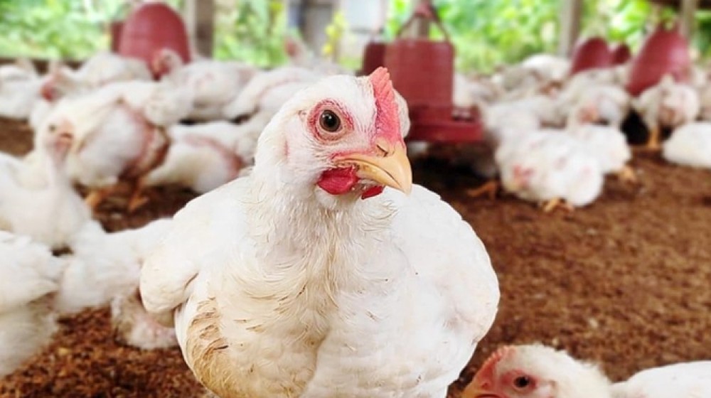 ১৫ দিনে মুরগির দাম কেজিতে বেড়েছে ৪০ টাকা